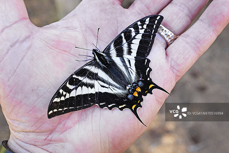 一只淡色的燕尾蝶停留在人手上图片素材