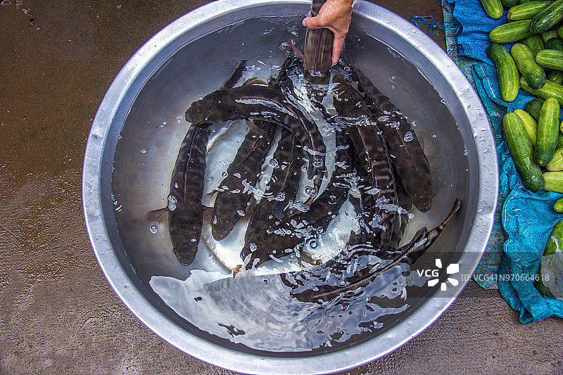 柬埔寨桔井市场鱼缸里的鱼图片素材