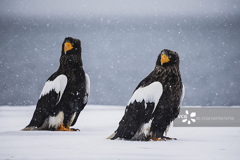 暴风雪中的两只虎头海雕图片素材