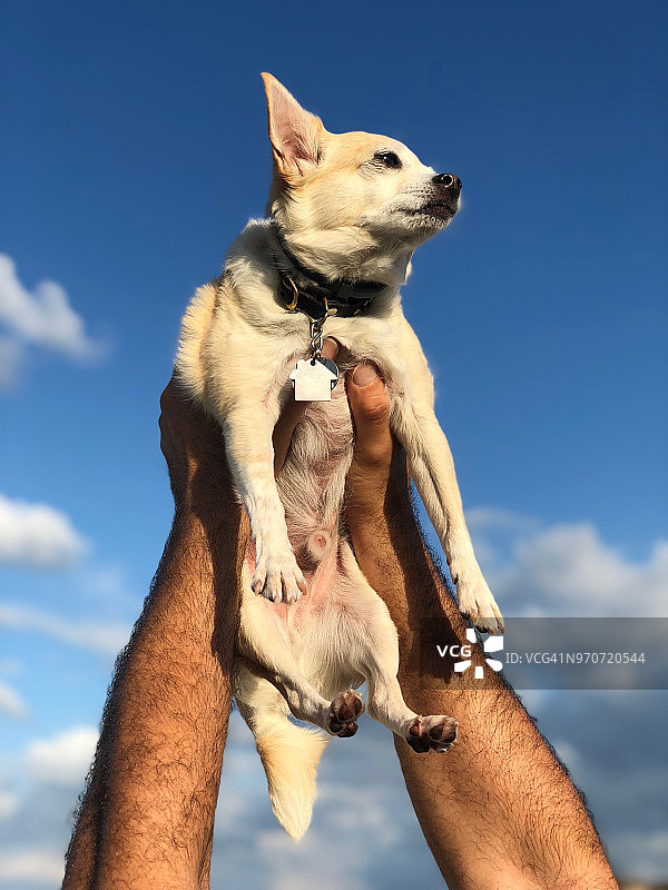 男人抱起吉娃娃图片素材