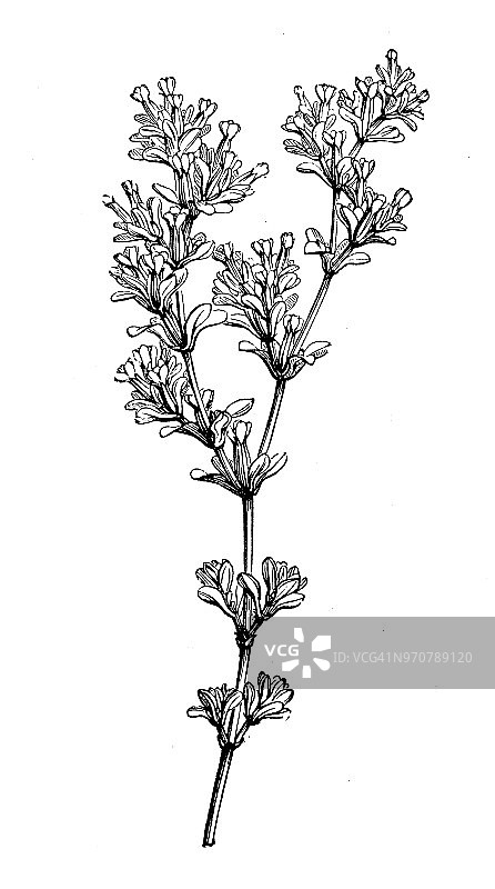 植物学古董雕刻插图：矶松图片素材