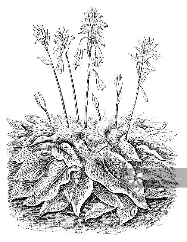 玉簪古董植物雕刻插画图片素材