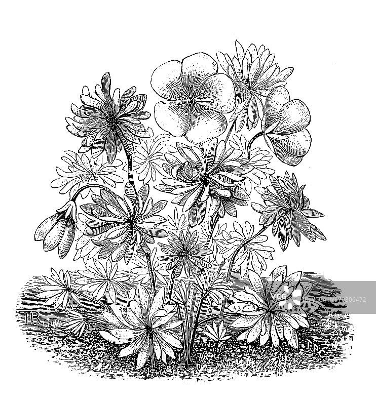 银叶老鹳草植物复古雕刻插图图片素材