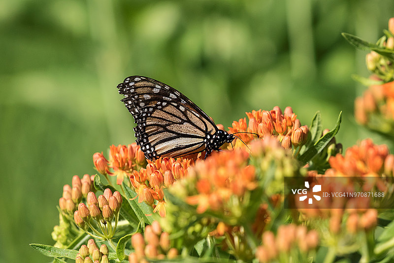 橙色马利筋上的帝王蝶图片素材