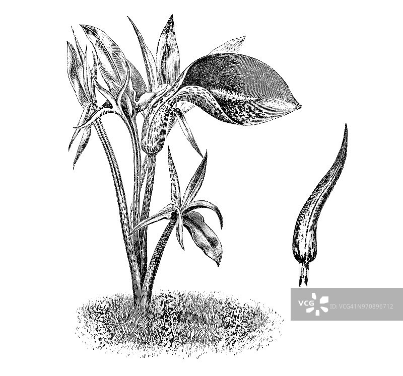 植物学古董雕刻插图：马蹄莲图片素材