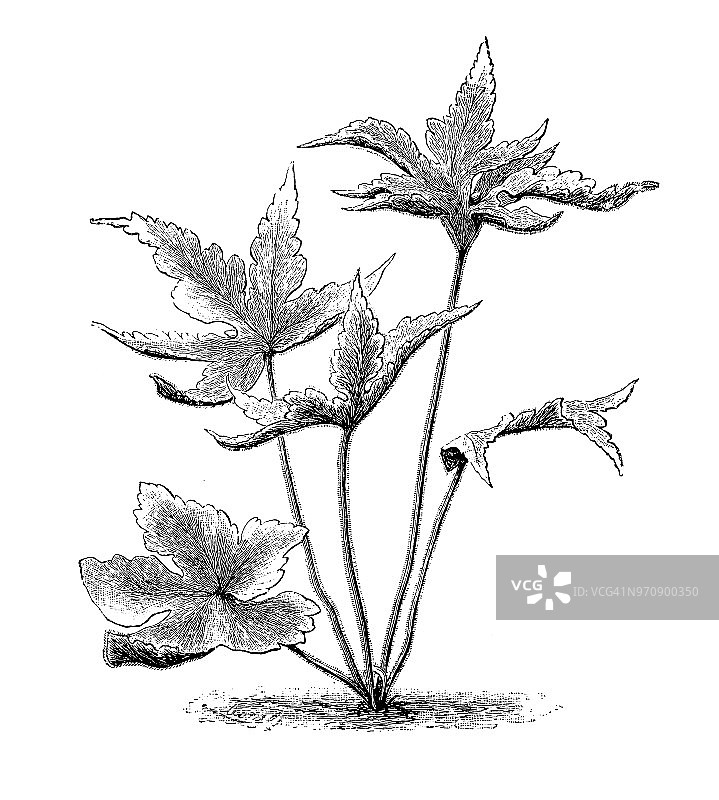植物学古董雕刻插图：掌状血蕨图片素材