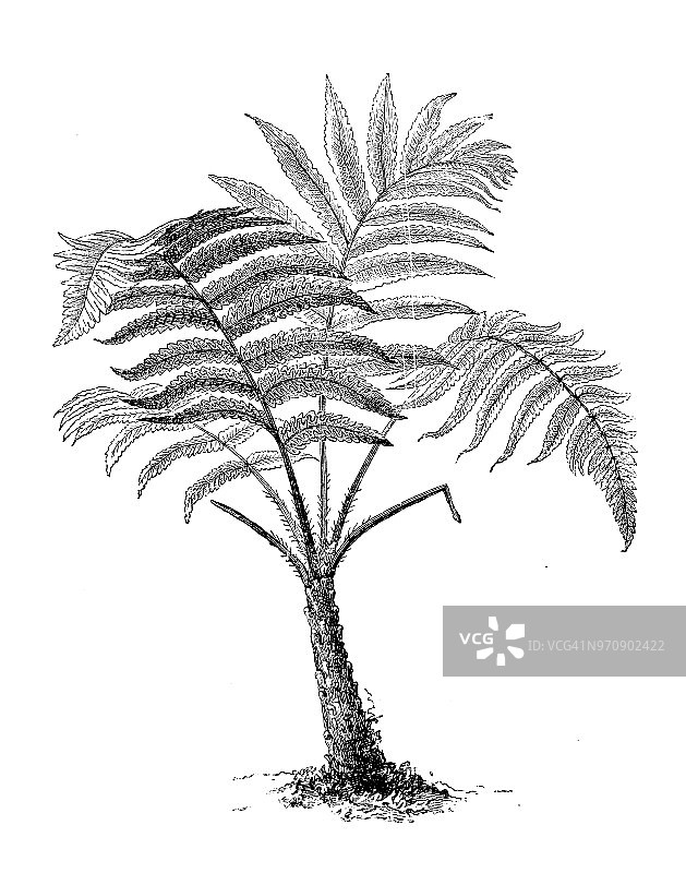 植物学古董雕刻插图：赛须图片素材
