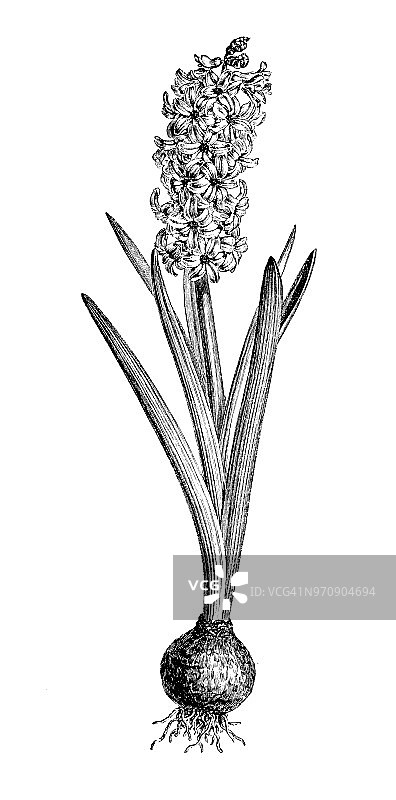 植物学古董雕刻插图：风信子图片素材