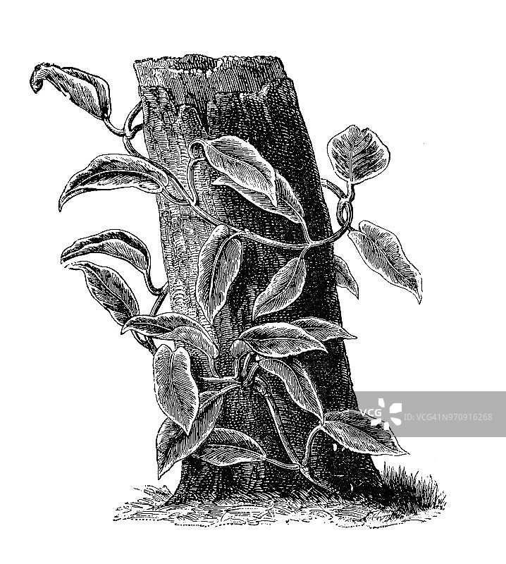 植物学古董雕刻插图：锦缎球兰图片素材