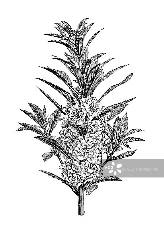 凤仙花：植物古董雕刻插画图片素材