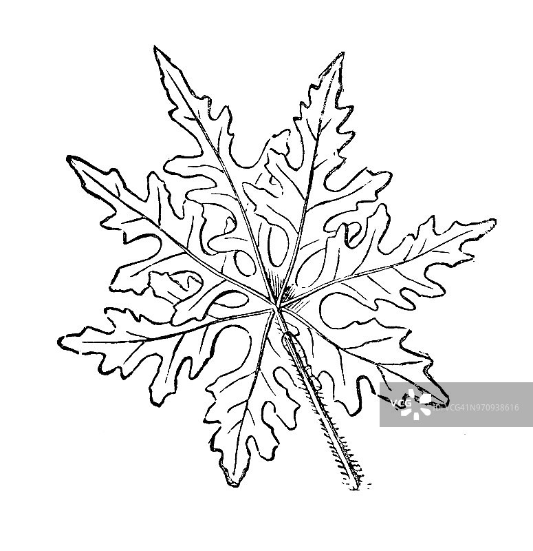 植物学古董雕刻插图：ipomoea sinuata图片素材