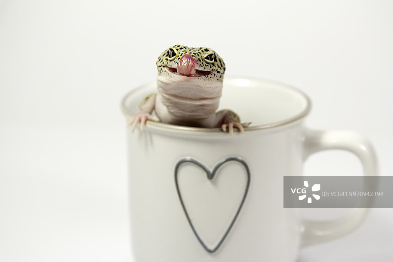 疯狂的爱动物图片素材