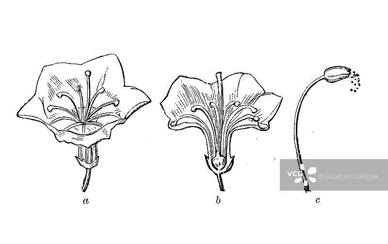 植物学古董雕刻插图：阔叶山月桂图片素材