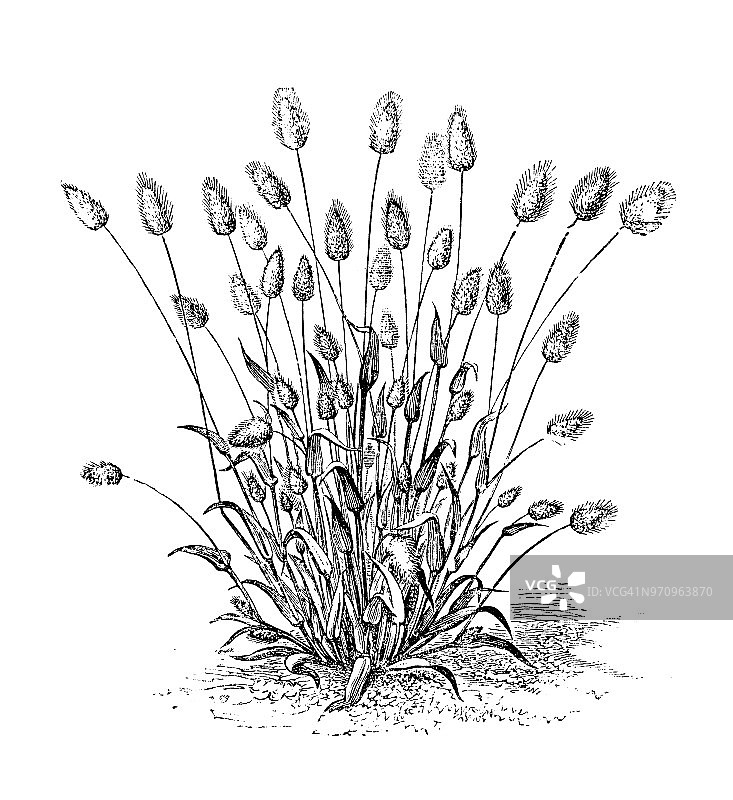 植物学古董雕刻插图：兔尾草图片素材