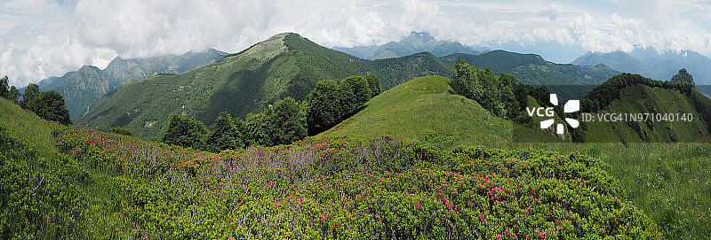 野生杜鹃花全景图片素材