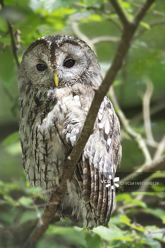褐林鸮，藏身于奥地利野生环境图片素材