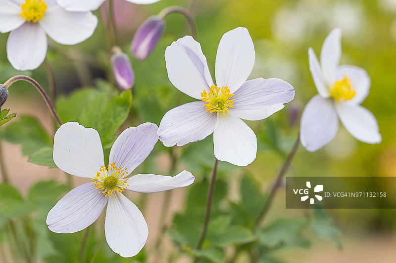 日本银莲花图片素材