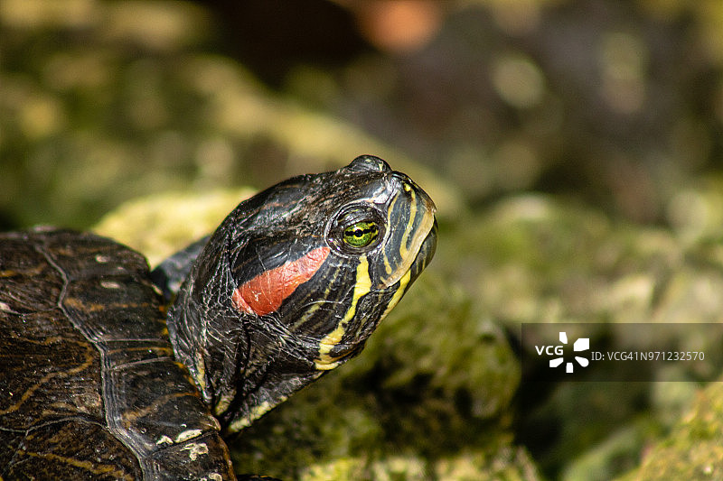 红耳龟图片素材