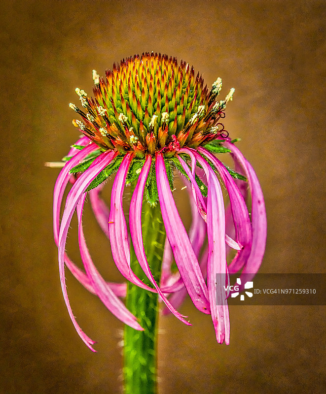 盛开的新英格兰紫菀图片素材