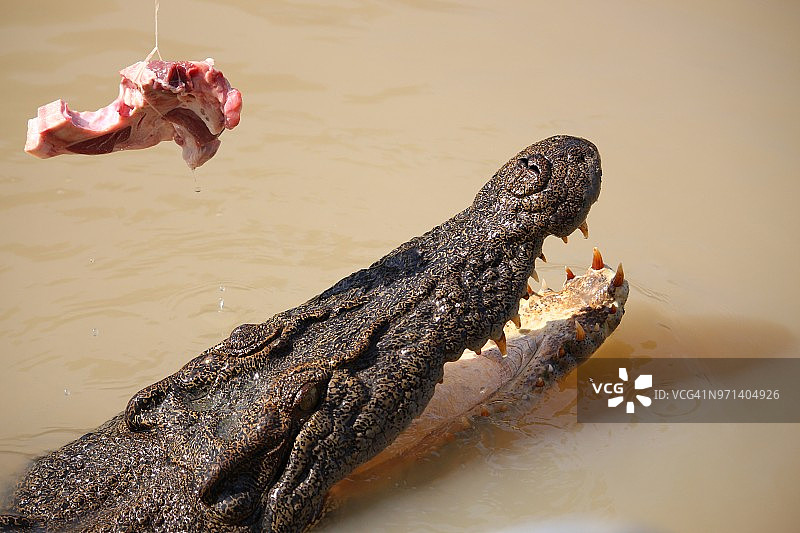咸水鳄鱼图片素材