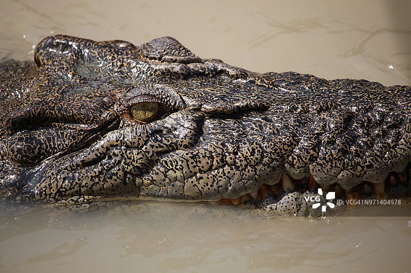 露出牙齿的咸水鳄鱼图片素材