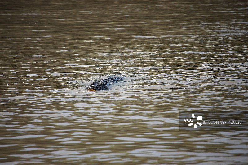 在河里游泳的鳄鱼图片素材