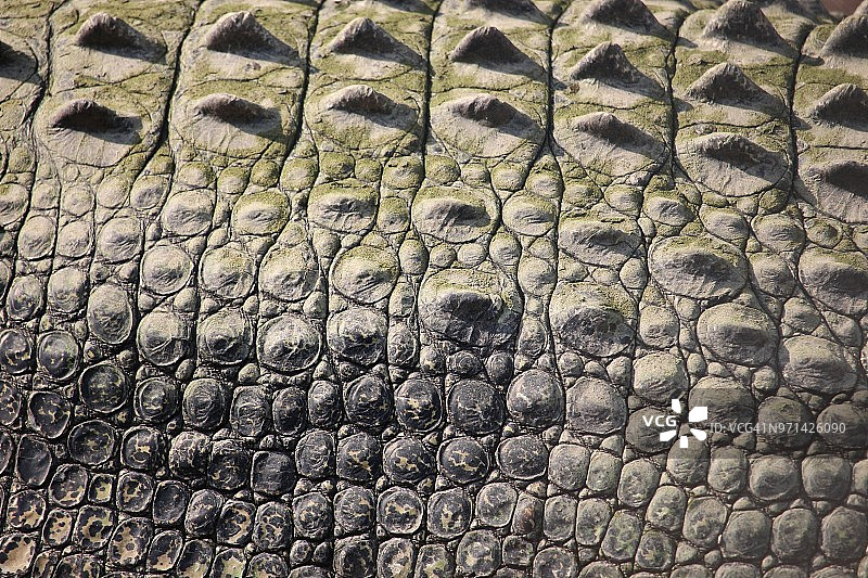 咸水鳄鱼皮图片素材