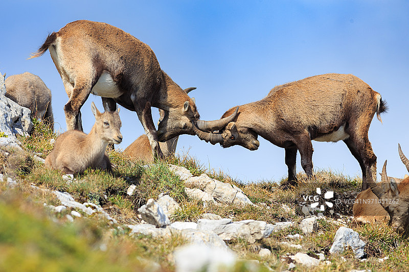 阿尔卑斯山上的高山山羊图片素材
