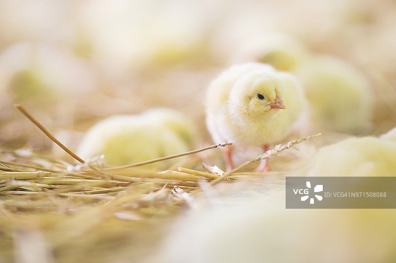 农场里的小鸡图片素材