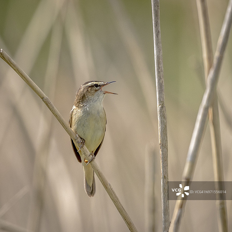 栖息在芦苇中的赛奇莺图片素材