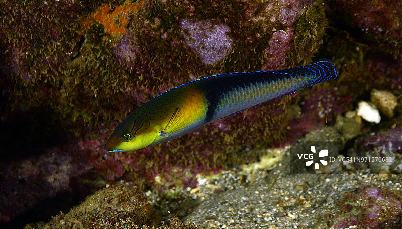 黄头濑鱼图片素材