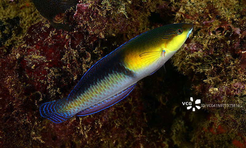 黄头濑鱼图片素材