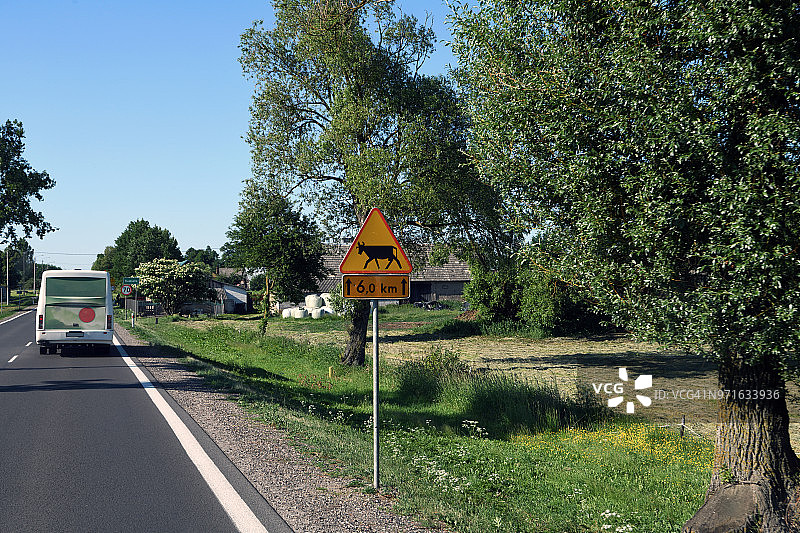 奥古斯托夫附近的牛横穿标志和道路，波兰图片素材