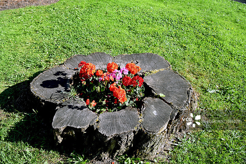 爱沙尼亚派尔努开花植物图片素材