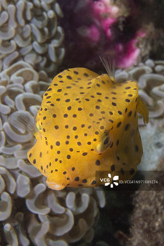 黄箱鲀幼鱼图片素材