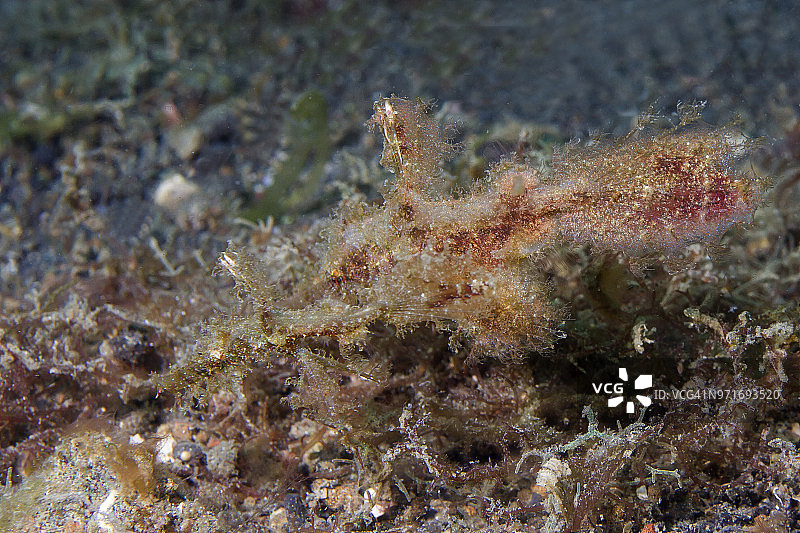 一对粗吻幽灵海龙图片素材