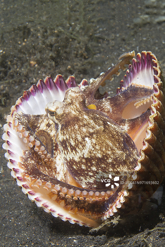 椰子章鱼用贝壳作盔甲图片素材