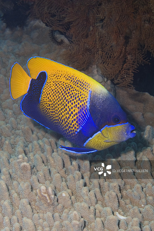 蓝带神仙鱼图片素材