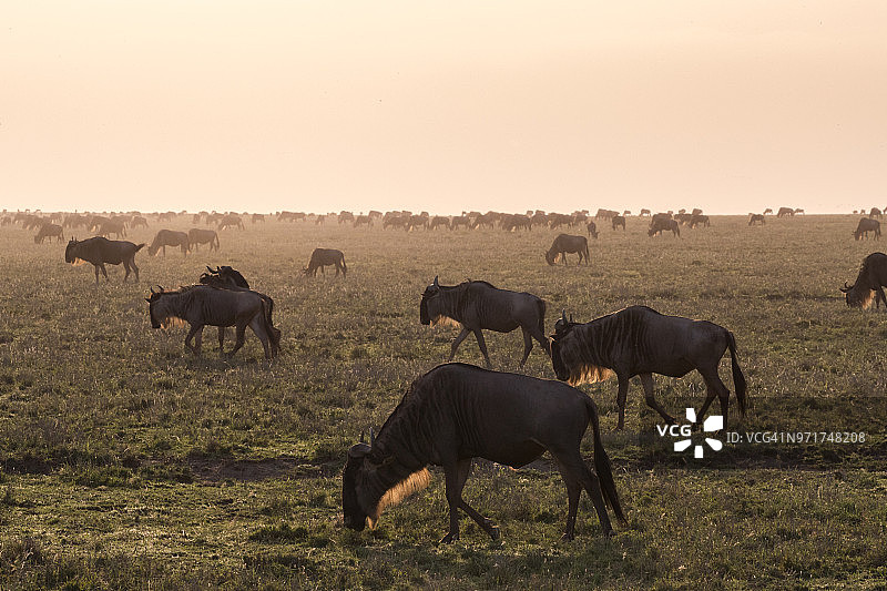黄昏时的角马迁徙图片素材