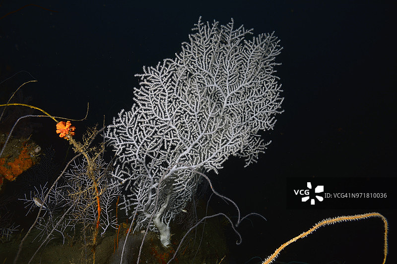 深水八放珊瑚图片素材