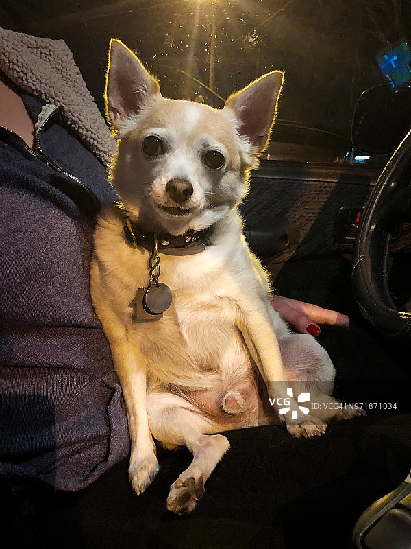 吉娃娃犬滑稽地坐着图片素材