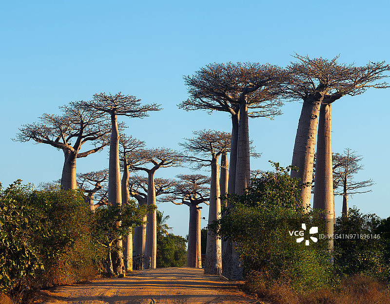 马达加斯加的猴面包树大道图片素材