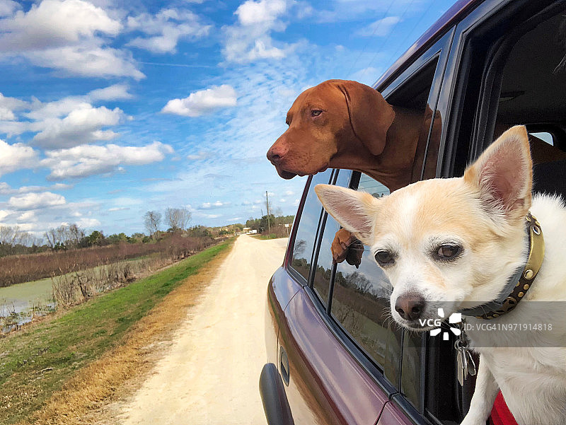 两只把头伸出车外的狗图片素材