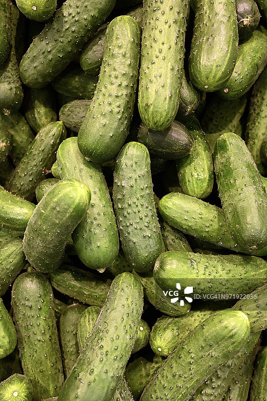 野生小黄瓜图片素材