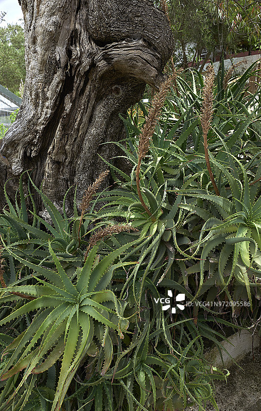 马拉维尔花园草药园图片素材