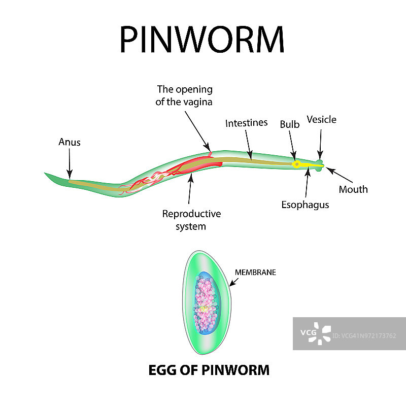 成人蛲虫结构和蛲虫卵结构信息图，矢量图示图片素材