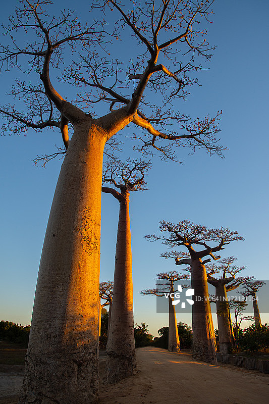 马达加斯加的猴面包树大道图片素材