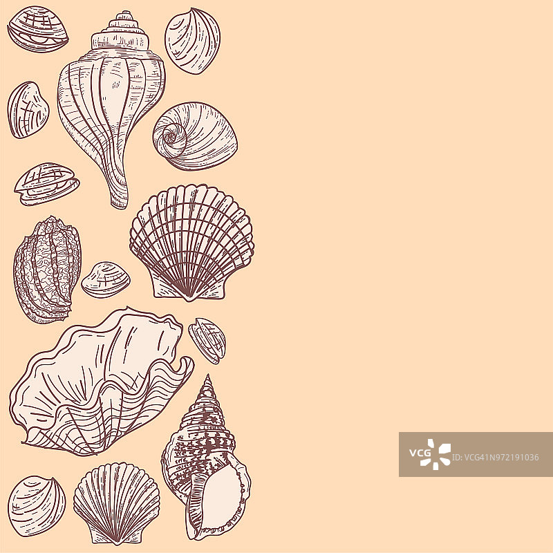 贝壳背景边框图片素材