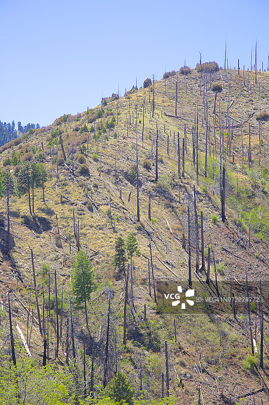 莱蒙山顶附近的松树和白杨树，亚利桑那州图森图片素材