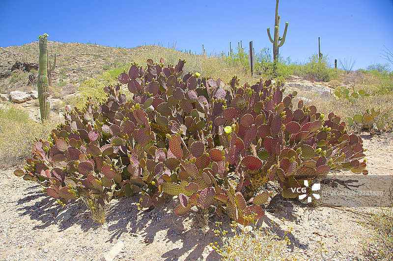 图森附近莱蒙山上的仙人掌图片素材